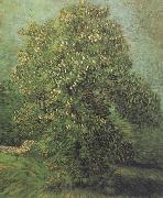 Vincent Van Gogh Chestnut Tree in Blosson (nn04) oil